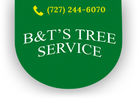 Local Business B&T's Tree Service in Clearwater FL