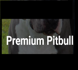 Local Business Premium Pitbull in Miami FL