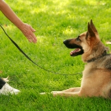 Local Business Southern Nevada Dog Training in Las Vegas 