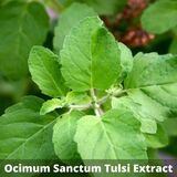 Ocimum Sanctum Tulsi Extract