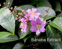 Banaba Extract