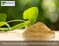 Cissus Quandragularis Extract Manufacturers