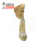 B+ Magic Mushroom | Shrooms Wholesale