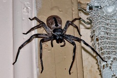 Effective Spider Control in Melbourne to Get Rid of Pesky Pest
