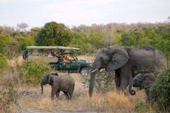 Explore Africa With All Inclusive Wildlife Safari East Africa