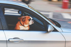 pet chauffeur services in NYC