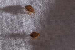 Reliable Bed Bug Control in Melbourne - Fast Results Guaranteed