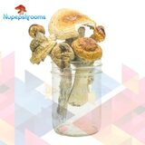 Jack Frost Magic Mushrooms