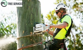 Tree Removal Melbourne Company