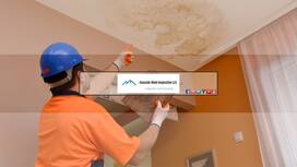 Mold Removal and Mold Inspection