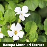 Bacopa Monnieri Extract