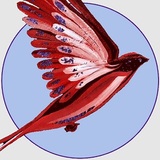 BIRD-SHOP