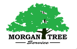 Morgan Tree Service: Your Trusted Tree Contractor