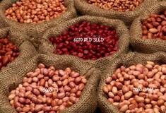 Top Peanut Importer For You