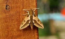 Keep Your Home Moth-Free - Effective Moths Control in Melbourne