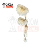 Avery Magic Mushroom