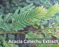 Acacia Catechu Extract