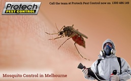 Same Day Mosquito Control in Melbourne at Best Price