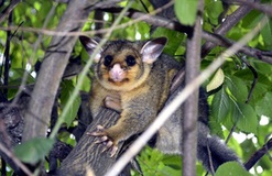 Tired of Possum at Home? Call Protech Pest Control in Melbourne