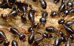 Eliminate Termite Colony with Termidor Termite Treatment