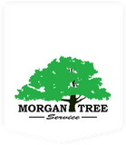 Oroville's Premier Tree Care Professionals | Morgan Tree Services